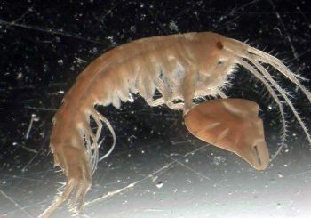Picture of large clawed amphipod