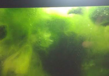 Algae in Tank