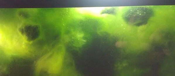 Algae in Tank