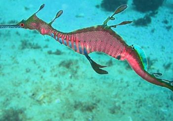 Ruby Sea Dragon