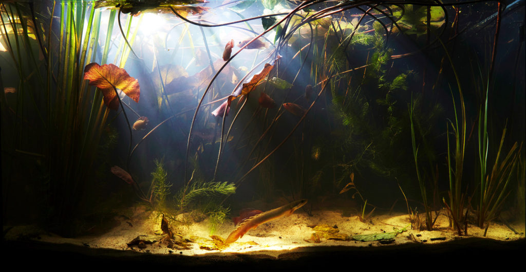 Visit http://biotope-aquarium.info/info/what-is-a-biotope-aquarium/ to learn more about this image and biotopes. 