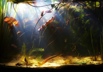 Visit http://biotope-aquarium.info/info/what-is-a-biotope-aquarium/ to learn more about this image and biotopes.