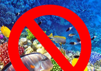 No Indonesian Corals or Fish