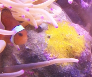 healthy clownfish lay eggs