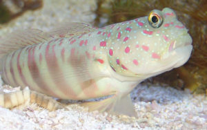 fat and happy goby