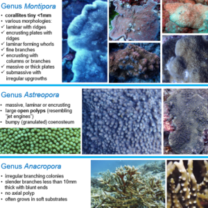 Coral Guide Page