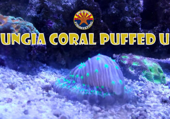 Fungia Coral Puffed Up
