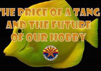The Price of a Tang and the Future of Our Hobby