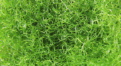 chetomorpha macro algaes